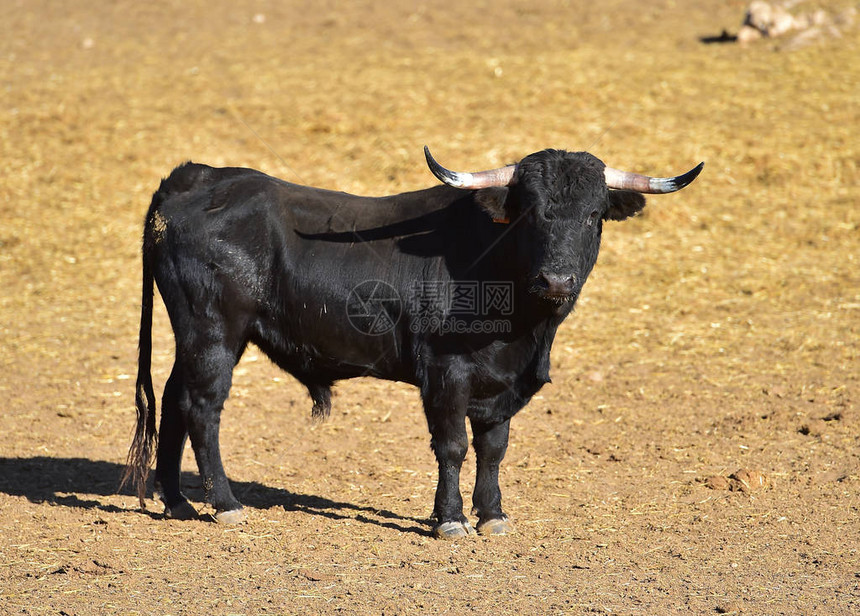 西班牙的公牛角图片