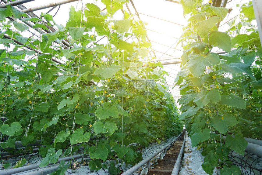 工业温室里的新鲜绿色黄瓜健康饮食的天然和有机成分天然图片