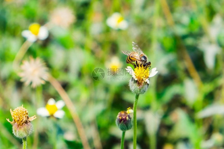 小蜜蜂拿着花朵图片