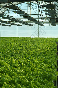 在温室里生长的黄瓜工业农温室图片