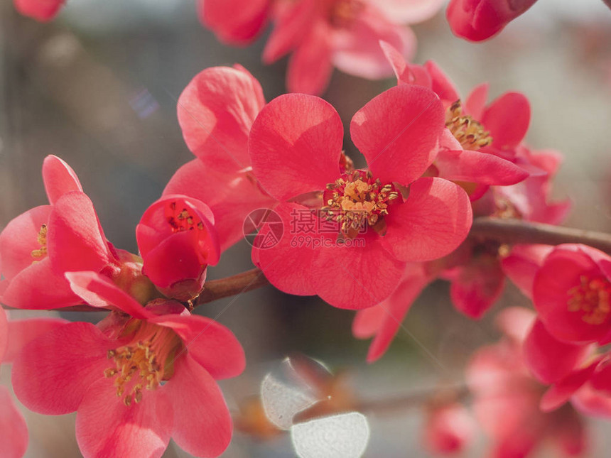 美丽的阳光花朵粉红昆斯西多尼亚奥隆加的花朵图片