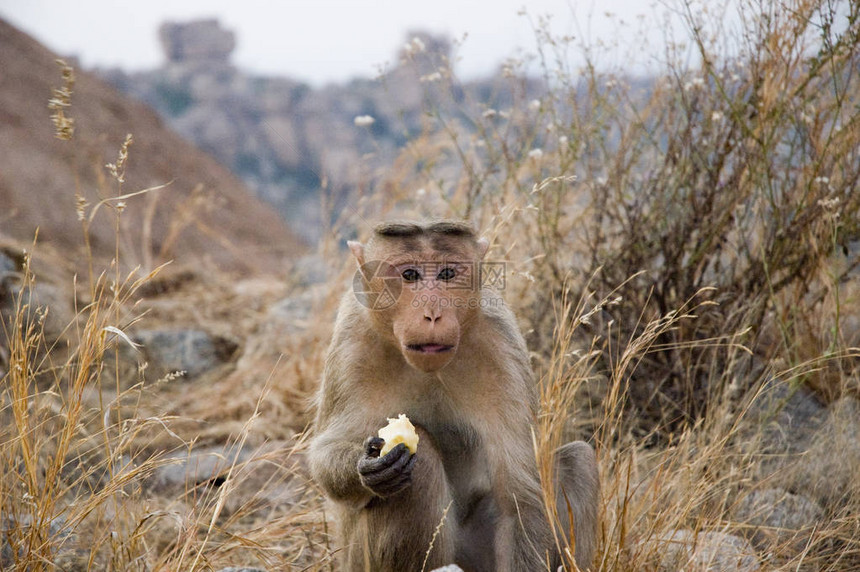 一只可爱的怪猴子吃图片