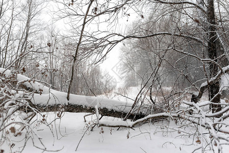 雪中的落树阻断了森林中积雪的路径图片