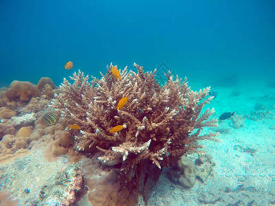 珊瑚礁珊瑚和小图片