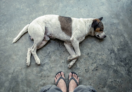 睡在水泥地上的狗白宠物图片