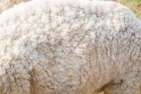 羊毛绵羊身体特写纹理背景图片