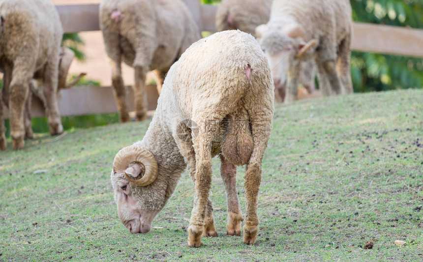 羊在农场吃滚牛角图片