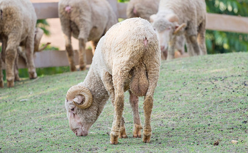 羊在农场吃滚牛角图片