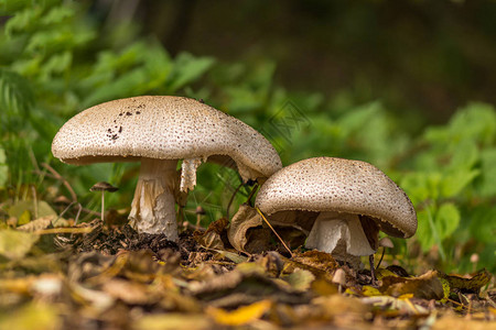 地面上的白蘑菇王子雨后自然栖息地的阿高清图片