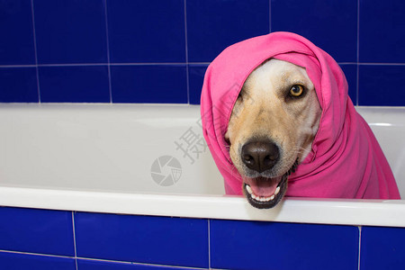 快乐的狗在蓝色的浴缸里洗澡图片