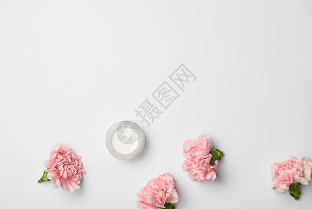 白色背景粉红康乃馨花和奶油容图片