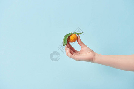 妇女手握有机橘子的作物观察图片