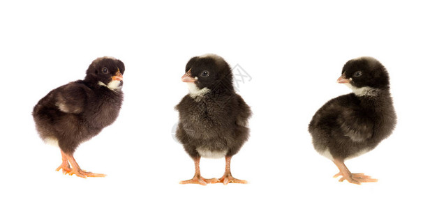 三只黑鸡在复活节的会议图片
