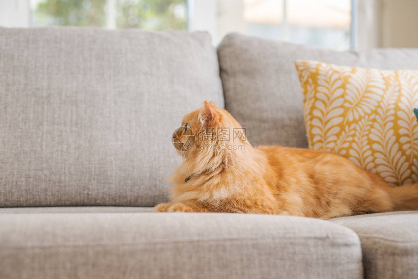 美丽的姜长毛猫躺在沙发上在家阳图片