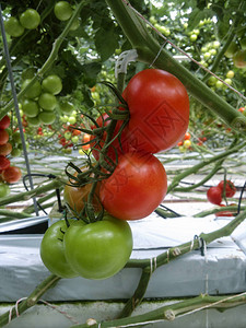 天然西红柿在温室里生图片