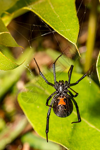 黑寡妇蜘蛛Latrodectusma图片
