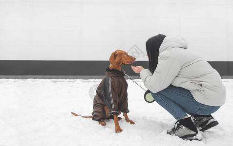 一个穿着暖和的衣服的女孩在冬天和一只狗玩耍的画像图片