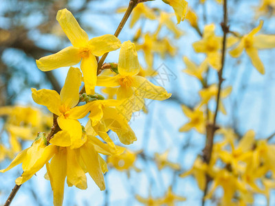 新鲜开花的黄色春天连翘灌木在阳光明媚的蓝天下详细开花加拿大不列颠哥伦比背景图片