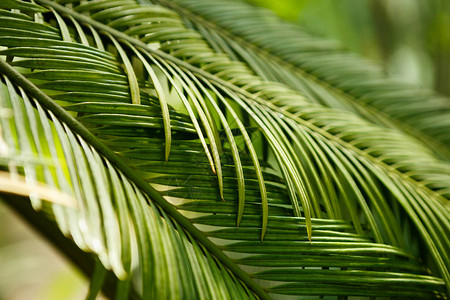 异国情调的棕榈树特写绿色热带植物生长在阳光明媚的温室中宏图片