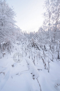 芬兰拉普兰的冬季花朵下满了大雪芬兰的L图片