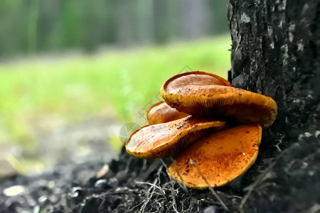 长在树根上的大蘑菇图片