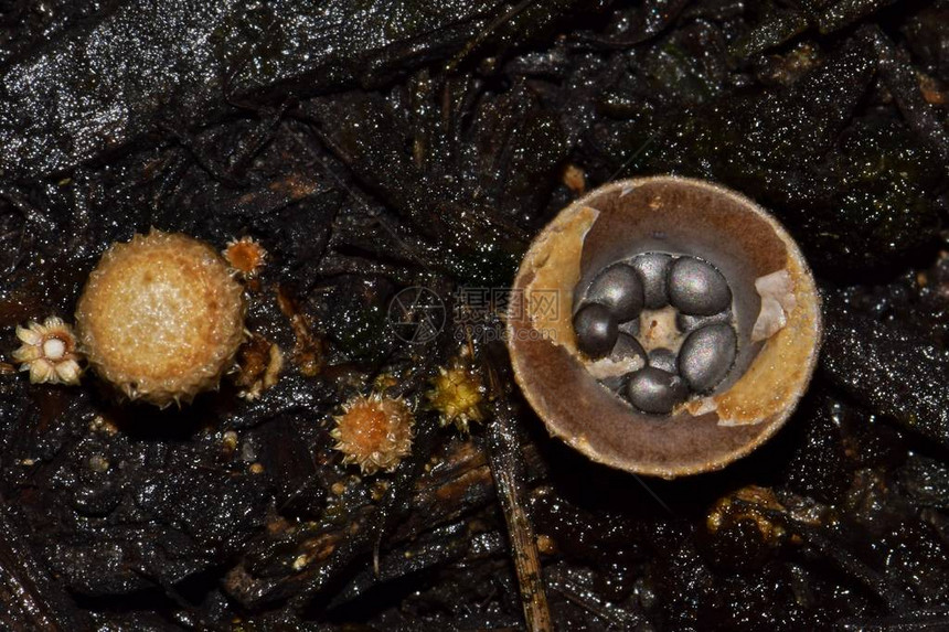 在北美热带地区发现的燕窝真菌很常见图片