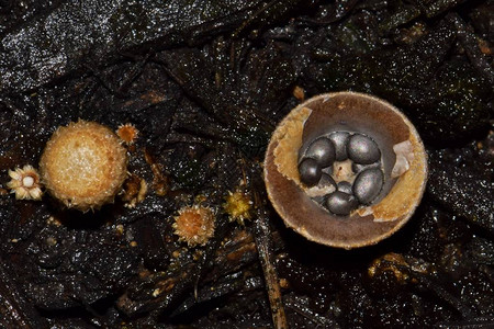 在北美热带地区发现的燕窝真菌很常见图片