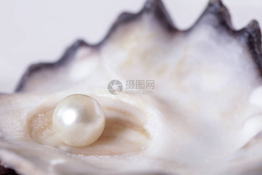 牡蛎壳中的单颗珍珠图片