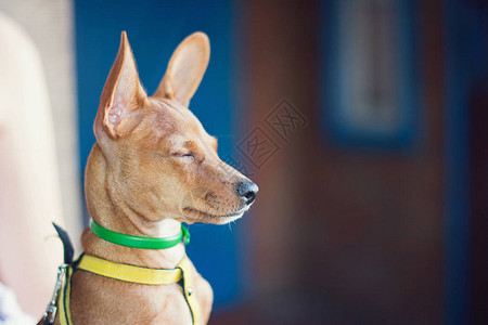 家犬纯种微型Pinscher图片