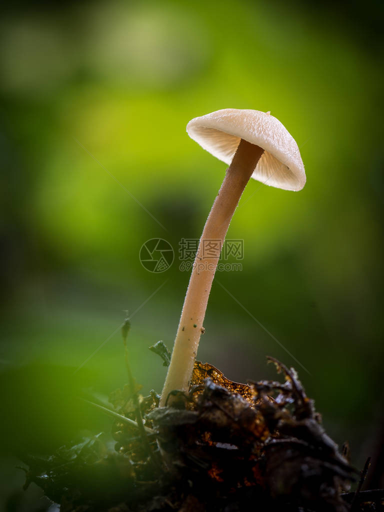 森林中的蘑菇Mycena图片