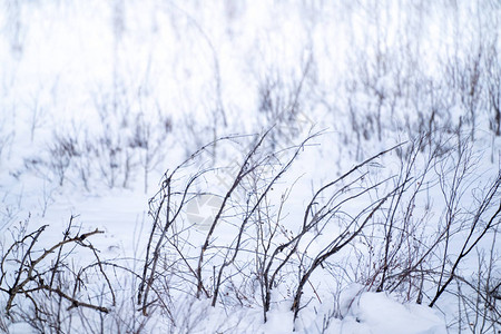 死冬草雪中树枝和灌木丛对背图片