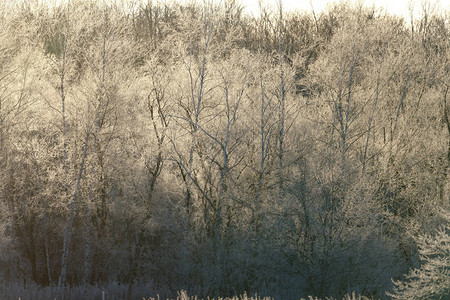 冬天结霜的树图片
