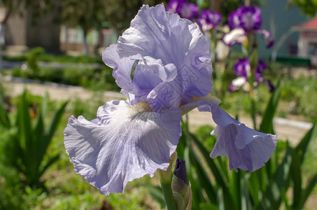 花园里的紫蓝色鸢尾花微距图片