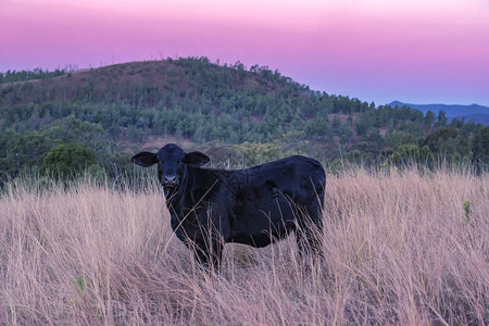 在昆士兰的白天牛图片