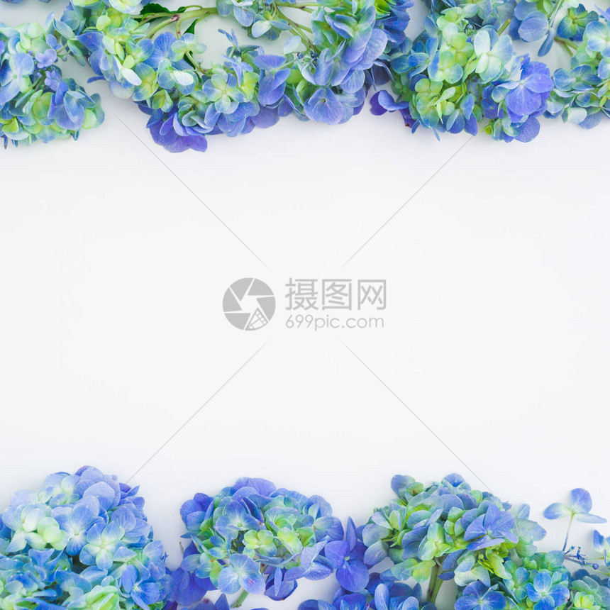白色背景上有蓝色绣球花的卉框架图片