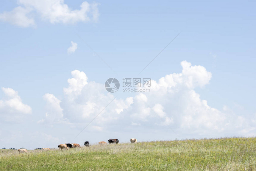 一群牛在一座绿色的山上放牧抵图片