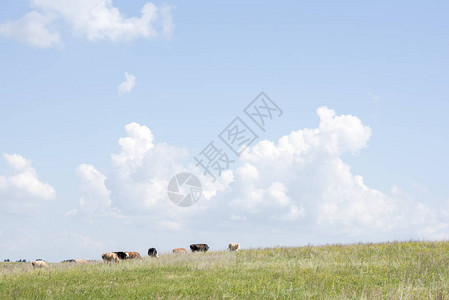 一群牛在一座绿色的山上放牧抵背景图片