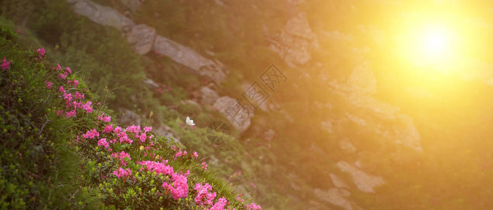 山中的春天风景与杜鹃花和早晨的太阳图片