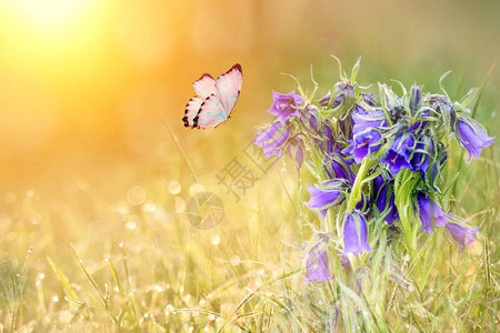 草地蓝花和蝴蝶在早晨图片