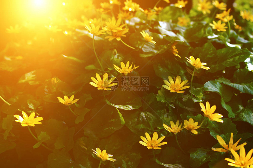 春天的花田和阳光图片