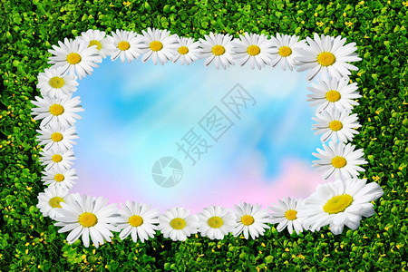 夏季开花的菊花草地上的甘菊有文字空图片