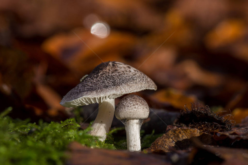 大森林里有两个蘑菇Tric图片