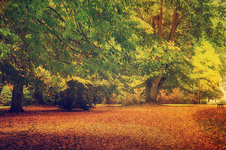 秋天公园有橙树和草地自然季图片