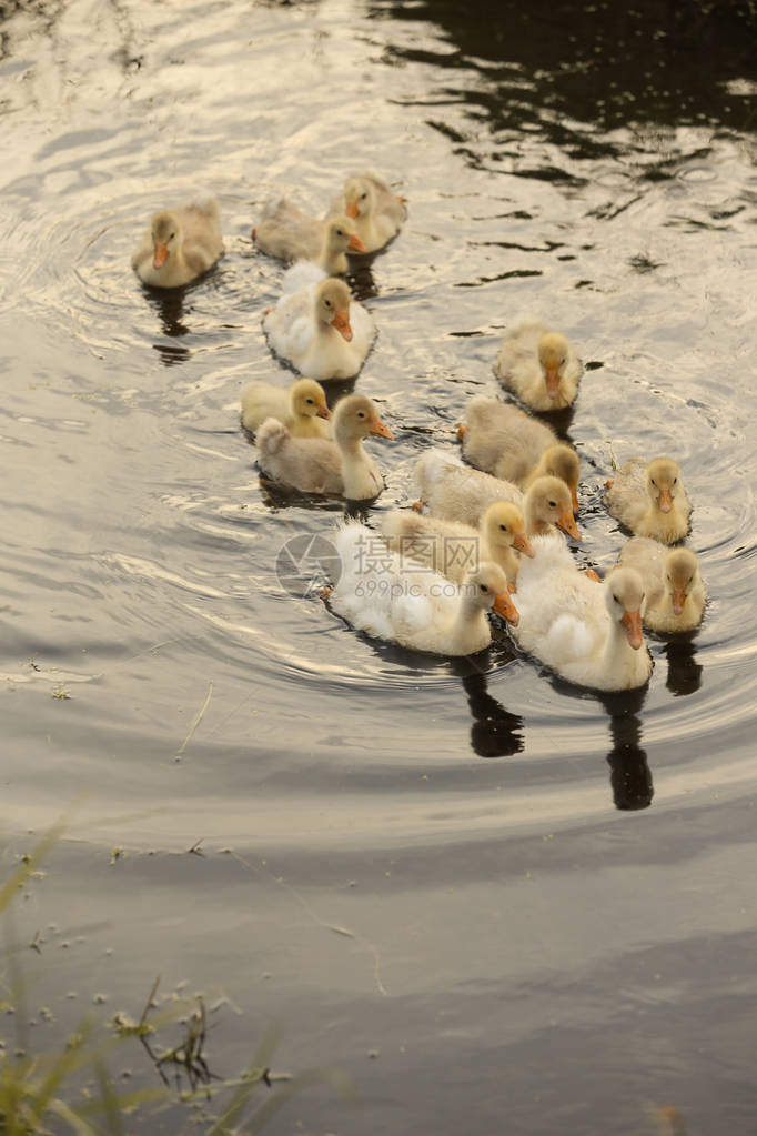 水中的家养小鸭子图片