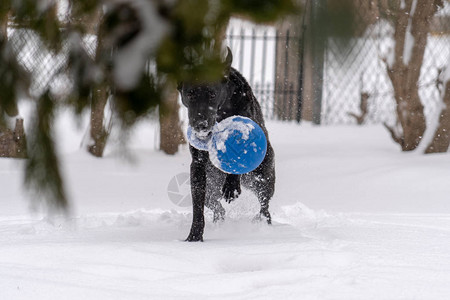 一只黑色的拉布多猎犬在雪中玩蓝色球图片