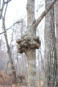 木头上的节或结看起来像结节森林树木干根部的寄图片