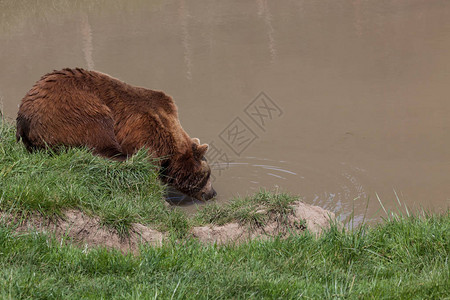一只棕褐色的雌熊从草地上爬到春图片
