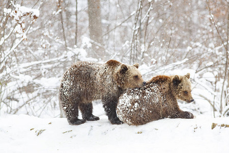 小熊在雪地里玩耍图片