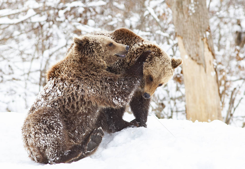 小熊在雪地里玩耍图片