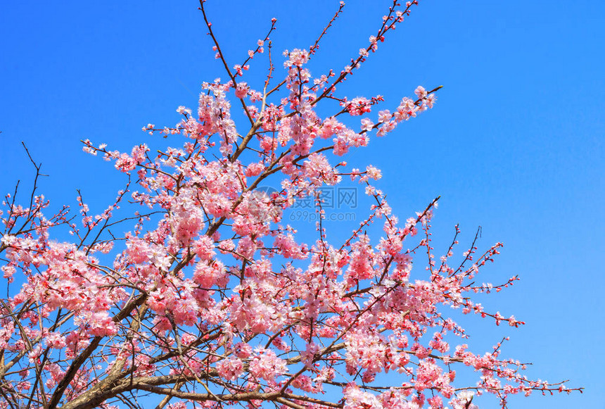 樱花或樱桃树美丽而精致的花朵的花蕾和花序在春天开花时绽放在图片